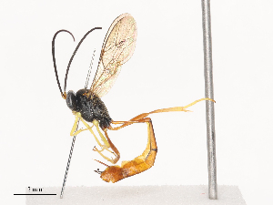  ( - CBG-A41765-H03)  @11 [ ] CreativeCommons - Attribution Share - Alike (2024) CBG Photography Group Centre for Biodiversity Genomics