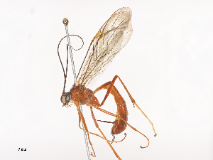  ( - CBG-A41785-B05)  @11 [ ] CreativeCommons - Attribution Share - Alike (2024) CBG Photography Group Centre for Biodiversity Genomics