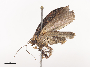  ( - CBG-A41785-E03)  @11 [ ] CreativeCommons - Attribution Share - Alike (2024) CBG Photography Group Centre for Biodiversity Genomics