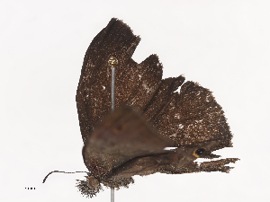  ( - CBG-A41785-F04)  @11 [ ] CreativeCommons - Attribution Share - Alike (2024) CBG Photography Group Centre for Biodiversity Genomics