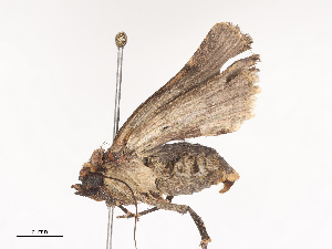  ( - CBG-A41785-F08)  @11 [ ] CreativeCommons - Attribution Share - Alike (2024) CBG Photography Group Centre for Biodiversity Genomics