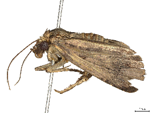  ( - CBG-A41785-F12)  @11 [ ] CreativeCommons - Attribution Share-Alike (2024) CBG Photography Group Centre for Biodiversity Genomics