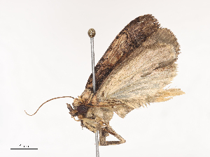  ( - CBG-A41785-G01)  @11 [ ] CreativeCommons - Attribution Share - Alike (2024) CBG Photography Group Centre for Biodiversity Genomics