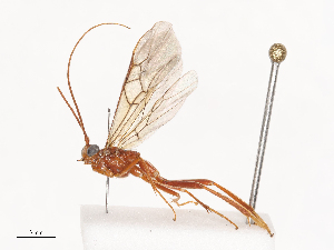  ( - CBG-A41786-G10)  @11 [ ] CreativeCommons - Attribution Share - Alike (2024) CBG Photography Group Centre for Biodiversity Genomics