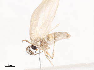  ( - CBG-A41788-B03)  @11 [ ] CreativeCommons - Attribution Share - Alike (2024) CBG Photography Group Centre for Biodiversity Genomics