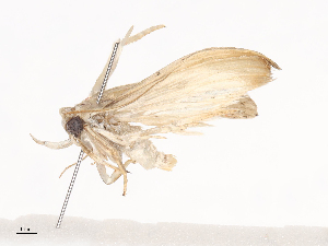  (Antaeotricha Malaise1139 - CBG-A41788-C05)  @11 [ ] CreativeCommons - Attribution Share - Alike (2024) CBG Photography Group Centre for Biodiversity Genomics