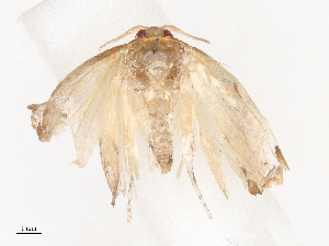  ( - CBG-A41789-A03)  @11 [ ] CreativeCommons - Attribution Share - Alike (2024) CBG Photography Group Centre for Biodiversity Genomics