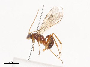  ( - CBG-A41789-H03)  @11 [ ] CreativeCommons - Attribution Share - Alike (2024) CBG Photography Group Centre for Biodiversity Genomics