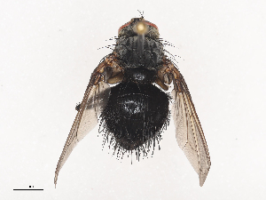  (Eudexia Malaise0438 - CBG-A41791-A07)  @11 [ ] CreativeCommons - Attribution Share - Alike (2024) CBG Photography Group Centre for Biodiversity Genomics