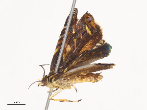  ( - CBG-A41791-G02)  @11 [ ] CreativeCommons - Attribution Share - Alike (2024) CBG Photography Group Centre for Biodiversity Genomics