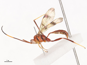  ( - CBG-A41792-F11)  @11 [ ] CreativeCommons - Attribution Share - Alike (2024) CBG Photography Group Centre for Biodiversity Genomics