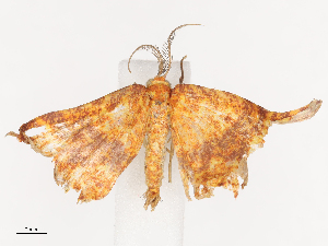  ( - CBG-A41905-A12)  @11 [ ] CreativeCommons - Attribution Share - Alike (2024) CBG Photography Group Centre for Biodiversity Genomics