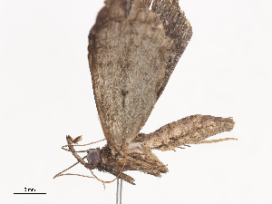  (Rejectaria BioLep4845 - CBG-A41905-B05)  @11 [ ] CreativeCommons - Attribution Share - Alike (2024) CBG Photography Group Centre for Biodiversity Genomics