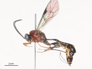  ( - CBG-A41905-F09)  @11 [ ] CreativeCommons - Attribution Share - Alike (2024) CBG Photography Group Centre for Biodiversity Genomics