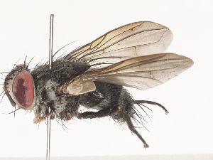  (Lizophaga Malaise6773 - CBG-A41906-B02)  @11 [ ] CreativeCommons - Attribution Share-Alike (2024) CBG Photography Group Centre for Biodiversity Genomics