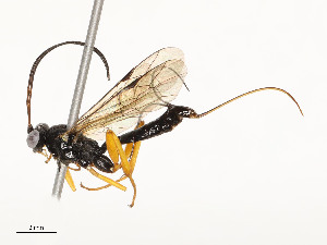  ( - CBG-A51969-G03)  @11 [ ] CreativeCommons - Attribution Share - Alike (2024) CBG Photography Group Centre for Biodiversity Genomics