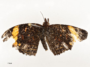  ( - CBG-A54421-C08)  @11 [ ] CreativeCommons - Attribution Share - Alike (2024) CBG Photography Group Centre for Biodiversity Genomics
