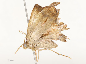  ( - CBG-A54421-D07)  @11 [ ] CreativeCommons - Attribution Share - Alike (2024) CBG Photography Group Centre for Biodiversity Genomics