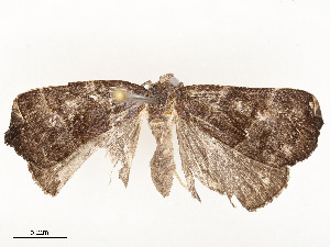  (Hypena Malaise2119 - CBG-A54421-E05)  @11 [ ] CreativeCommons - Attribution Share - Alike (2024) CBG Photography Group Centre for Biodiversity Genomics