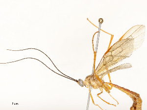  ( - CBG-A54421-H10)  @11 [ ] CreativeCommons - Attribution Share - Alike (2024) CBG Photography Group Centre for Biodiversity Genomics