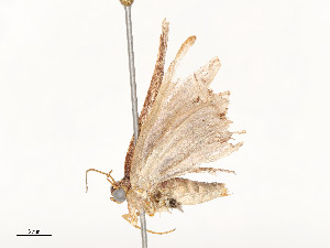  ( - CBG-A54422-B04)  @11 [ ] CreativeCommons - Attribution Share - Alike (2024) CBG Photography Group Centre for Biodiversity Genomics