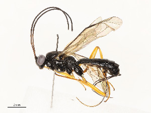  ( - CBG-A54422-G05)  @11 [ ] CreativeCommons - Attribution Share - Alike (2024) CBG Photography Group Centre for Biodiversity Genomics