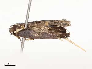  ( - CBG-A54422-G11)  @11 [ ] CreativeCommons - Attribution Share - Alike (2024) CBG Photography Group Centre for Biodiversity Genomics