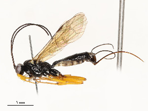  ( - CBG-A54422-H08)  @11 [ ] CreativeCommons - Attribution Share - Alike (2024) CBG Photography Group Centre for Biodiversity Genomics