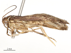  ( - CBG-A54423-A11)  @11 [ ] CreativeCommons - Attribution Share-Alike (2024) CBG Photography Group Centre for Biodiversity Genomics