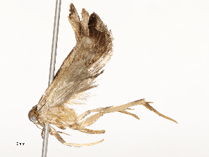  ( - CBG-A54423-B09)  @11 [ ] CreativeCommons - Attribution Share-Alike (2024) CBG Photography Group Centre for Biodiversity Genomics