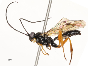  ( - CBG-A54423-C07)  @11 [ ] CreativeCommons - Attribution Share-Alike (2024) CBG Photography Group Centre for Biodiversity Genomics