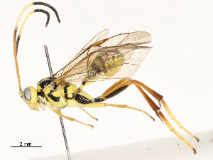  ( - CBG-A54423-E05)  @11 [ ] CreativeCommons - Attribution Share-Alike (2024) CBG Photography Group Centre for Biodiversity Genomics