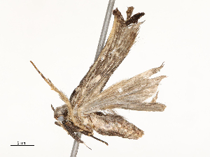  (gelMalaise01 Malaise4951 - CBG-A54423-H06)  @11 [ ] CreativeCommons - Attribution Share-Alike (2024) CBG Photography Group Centre for Biodiversity Genomics