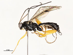  ( - CBG-A54424-A10)  @11 [ ] CreativeCommons - Attribution Share - Alike (2024) CBG Photography Group Centre for Biodiversity Genomics