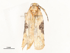  ( - CBG-A54424-B10)  @11 [ ] CreativeCommons - Attribution Share - Alike (2024) CBG Photography Group Centre for Biodiversity Genomics