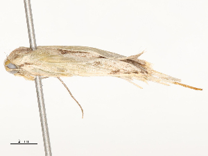  (Antaeotricha 4327 - CBG-A54424-E09)  @11 [ ] CreativeCommons - Attribution Share - Alike (2024) CBG Photography Group Centre for Biodiversity Genomics