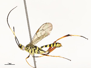 (ichMalaise01 Malaise1549 - CBG-A54432-H04)  @11 [ ] CreativeCommons - Attribution Share - Alike (2024) CBG Photography Group Centre for Biodiversity Genomics