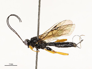  ( - CBG-A54432-H05)  @11 [ ] CreativeCommons - Attribution Share - Alike (2024) CBG Photography Group Centre for Biodiversity Genomics