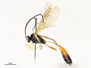  ( - CBG-A54437-B02)  @11 [ ] CreativeCommons - Attribution Share - Alike (2024) CBG Photography Group Centre for Biodiversity Genomics