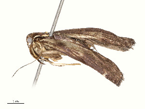  ( - CBG-A54437-H10)  @11 [ ] CreativeCommons - Attribution Share - Alike (2024) CBG Photography Group Centre for Biodiversity Genomics