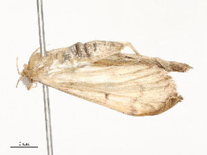  ( - CBG-A54437-H11)  @11 [ ] CreativeCommons - Attribution Share - Alike (2024) CBG Photography Group Centre for Biodiversity Genomics