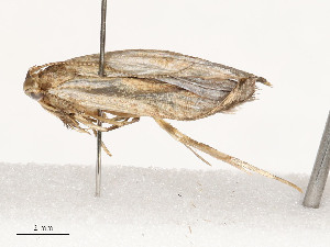  ( - CBG-A54438-A06)  @11 [ ] CreativeCommons - Attribution Share - Alike (2024) CBG Photography Group Centre for Biodiversity Genomics