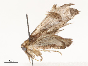  ( - CBG-A54438-B02)  @11 [ ] CreativeCommons - Attribution Share - Alike (2024) CBG Photography Group Centre for Biodiversity Genomics