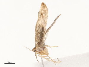  ( - CBG-A54438-B05)  @11 [ ] CreativeCommons - Attribution Share - Alike (2024) CBG Photography Group Centre for Biodiversity Genomics