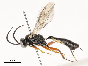  (Campoletis sp. 17 - CBG-A54440-G02)  @11 [ ] CreativeCommons - Attribution Share - Alike (2024) CBG Photography Group Centre for Biodiversity Genomics