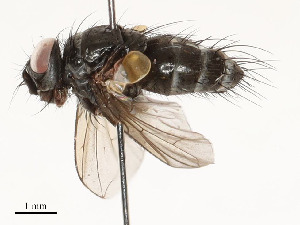  ( - CBG-A54475-G04)  @11 [ ] CreativeCommons - Attribution Share - Alike (2024) CBG Photography Group Centre for Biodiversity Genomics