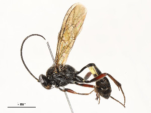  (Microcharops MIC-66 - CBG-A54476-B09)  @11 [ ] CreativeCommons - Attribution Share - Alike (2024) CBG Photography Group Centre for Biodiversity Genomics