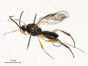  ( - CBG-A54476-C03)  @11 [ ] CreativeCommons - Attribution Share - Alike (2024) CBG Photography Group Centre for Biodiversity Genomics