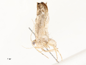  ( - CBG-A54477-B07)  @11 [ ] CreativeCommons - Attribution Share - Alike (2024) CBG Photography Group Centre for Biodiversity Genomics