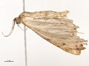  (Melanolophia Malaise4943 - CBG-A54479-F09)  @11 [ ] CreativeCommons - Attribution Share - Alike (2024) CBG Photography Group Centre for Biodiversity Genomics